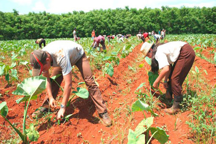 agricultura en Cuba