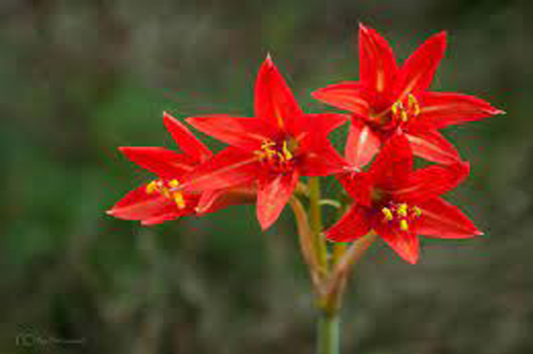 La Flor de Añañuca, de colores y leyenda - Prensa Latina